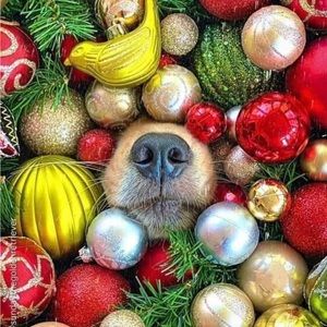 Meet your Posher, Vicki